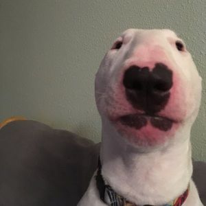 Meet your Posher, Asia